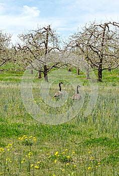 Wild geese in a flowering orchard