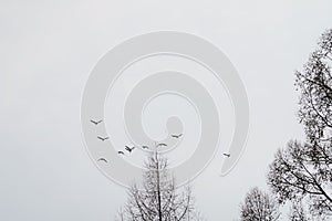 Wild geese fly in spring sky