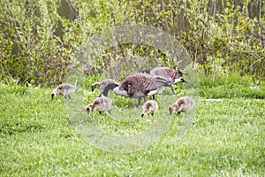 Wild Geese in Forest Preserves and Des Plaines River of Illinois USA