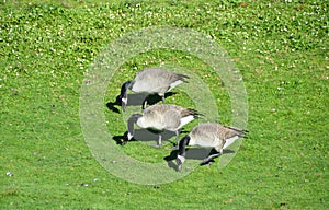 Wild geese at Gaswork park in Seattle at Lake Union