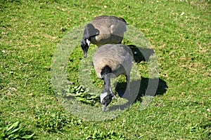 Wild geese at Gaswork park in Seattle at Lake Union