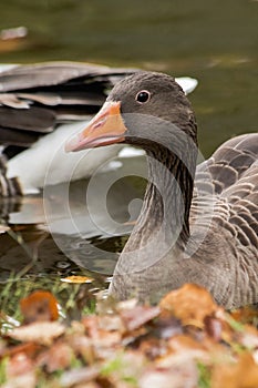 Wild geese in lake