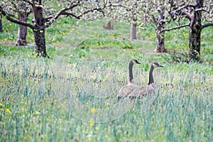 Wild geese in a orchard of cherry tree