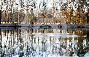 Wild geese in a pond and trees reflected in the water at dawn in a forest