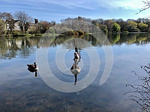 Wild geese and smiths pool