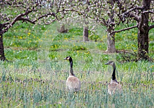 Wild geese in spring fruit orchard