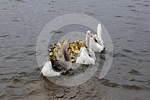 Wild geese swim in the water with young offspring