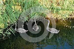 Wild geese swimming in lake among green bulrush at sunlight