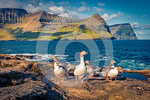 Wild geeses on the Atlantic coast. Spectacular summer scene of outskirts of Vidareidi village, Vidoy island.