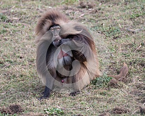 Wild gelada baboon monkey in rugged landscape natural surroundings