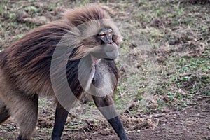 Wild gelada baboon monkey in rugged landscape natural surroundings