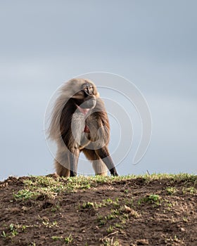 Wild gelada baboon monkey in rugged landscape natural surroundings