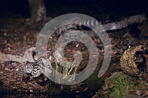 Wild genets looking for food on tree trunk at night photo