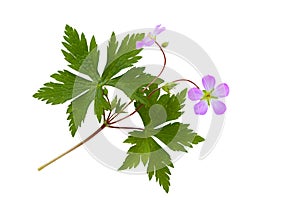 Wild Geranium photo