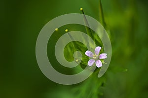 Wild Geranium