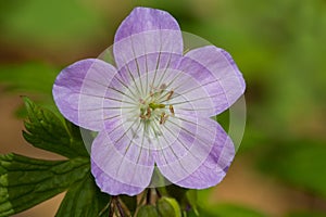 Spotted Geranium - Geranium maculatum photo