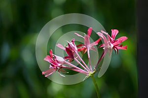 Wild geranium flower