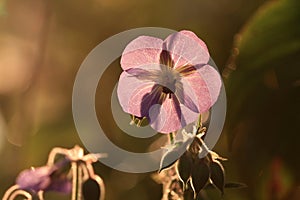 Wild Geranium flower