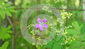 Wild geranium flower