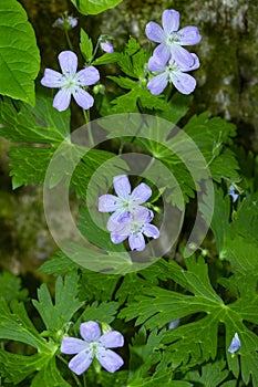 Wild geranium flowers at Blackledge Falls in Glastonbury, Connecticut