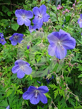 Wild geranium Flowers Blue