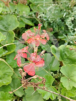 Wild geranium in the garden. Taken with a Nokia 8.3