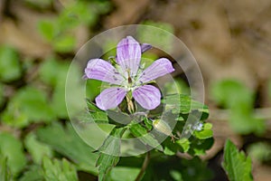 Wild Geranium, Geranium maculatum