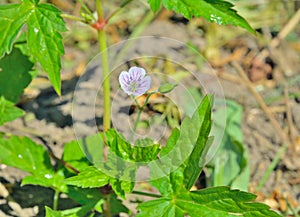 Wild geranium Geranium sibiricum