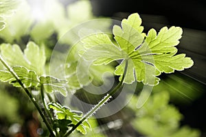 Wild Geranium leaves