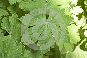 wild geranium leaves