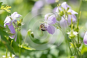 Wild Geranium maculatum, pink flower with honey bee