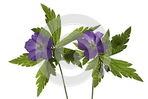 Wild Geranium on White