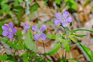 Wild geraniums, Geranium maculatum