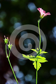 Wild Geraniums ~ Geranium Sanguineum