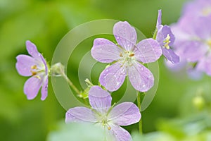 Wild Geraniums After a Spring Rain