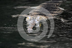 Wild Gharial Crocodile Swimming in the Water