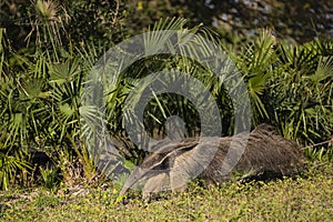 Wild Giant Anteater Strolling by Fan Palms