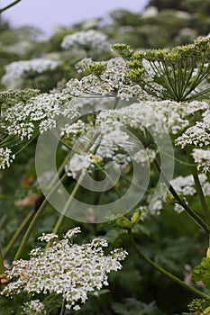 Wild giant Hogweed plant with flowering. Heracleum. Poisonous plant. A giant dangerous allergic plant grows in a field. Poisonous