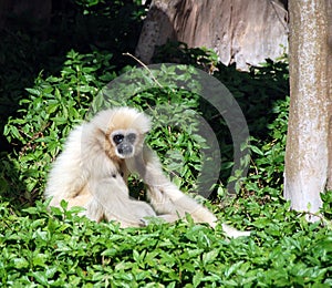 Wild gibbon