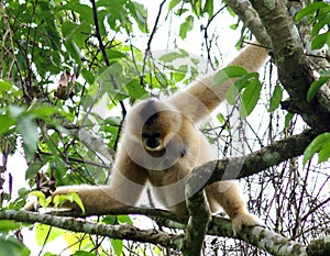 Wild Gibbon monkey