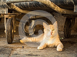 Wild ginger alley cat resting under rubbish bins.
