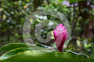 Wild Ginger Plant in Tahiti