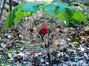 Wild Ginseng with Berries