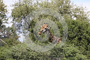 Wild Giraffe africa savannah Kenya Giraffa camelopardalis