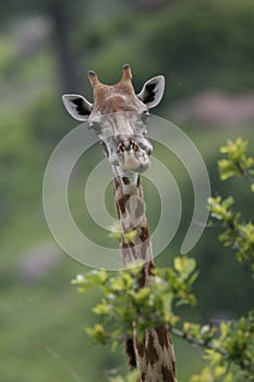Wild Giraffe africa savannah Kenya Giraffa camelopardalis