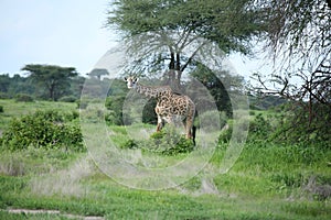 Wild Giraffe africa savannah Kenya Giraffa camelopardalis