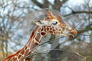 Wild giraffe eating branches