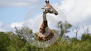 Wild giraffe eating leaves in Kruger park