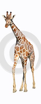 Wild giraffe isolated white background