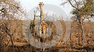 Wild Giraffe, Kruger National Park